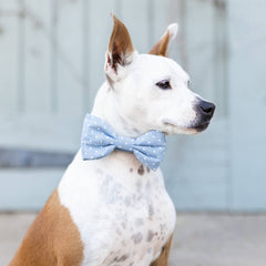 Chambray Dots Dog Bow Tie