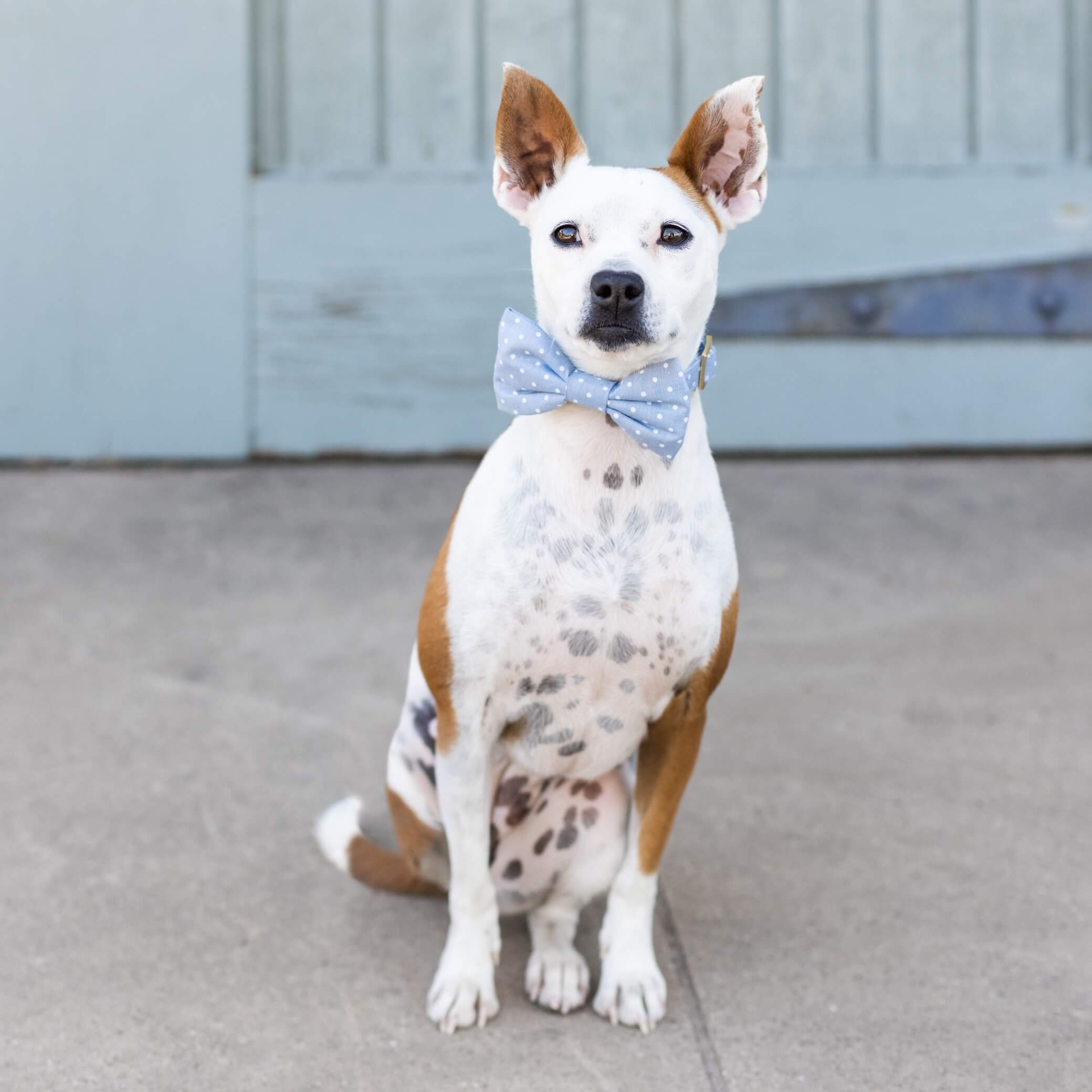 Chambray Dots Dog Bow Tie