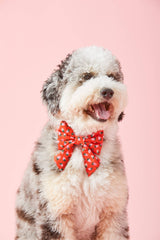 Berry Sweet Lady Dog Bow