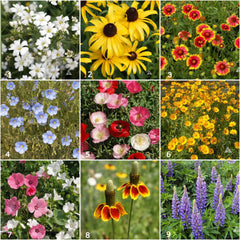 Wildflower Scatter Garden