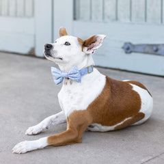 Chambray Dots Dog Bow Tie