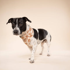 Blitz Football Dog Bandana 