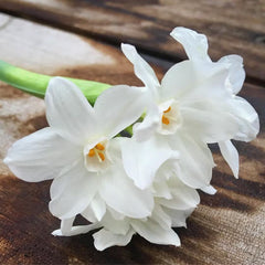 Paperwhites Garden In A Bag