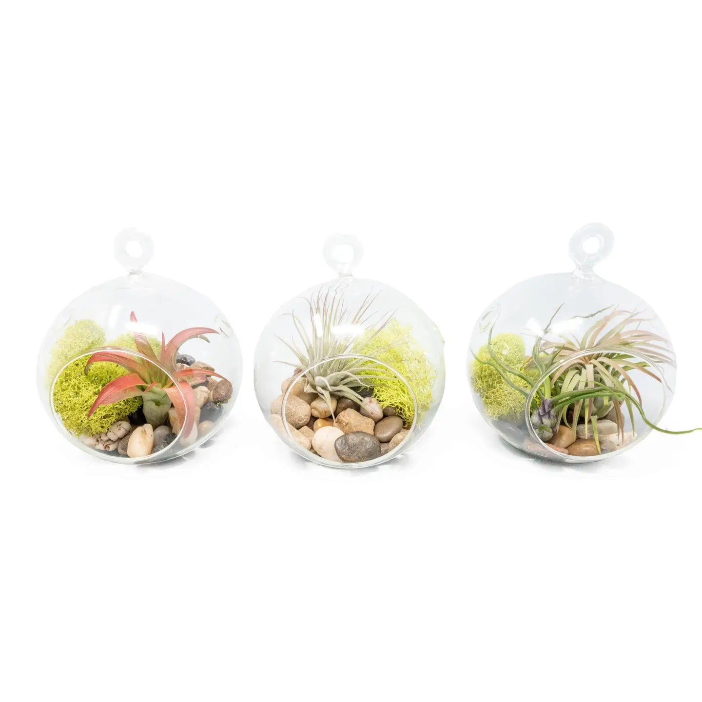 Hanging Glass Air Plant Globe