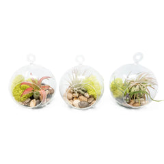 Hanging Glass Air Plant Globe