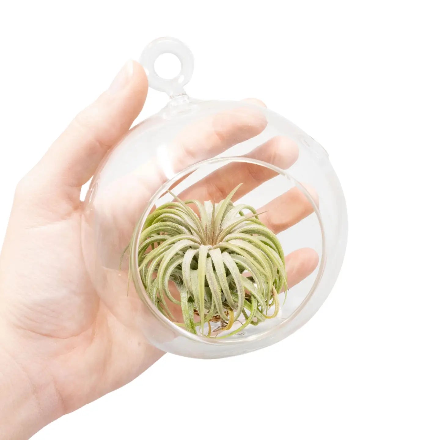 Hanging Glass Air Plant Globe