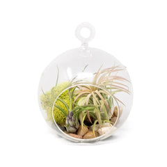 Hanging Glass Air Plant Globe