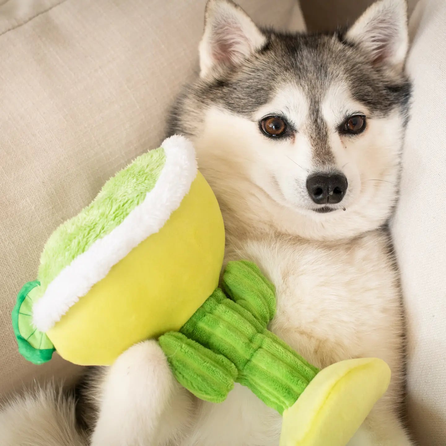 Margarita Loco Dog Toy