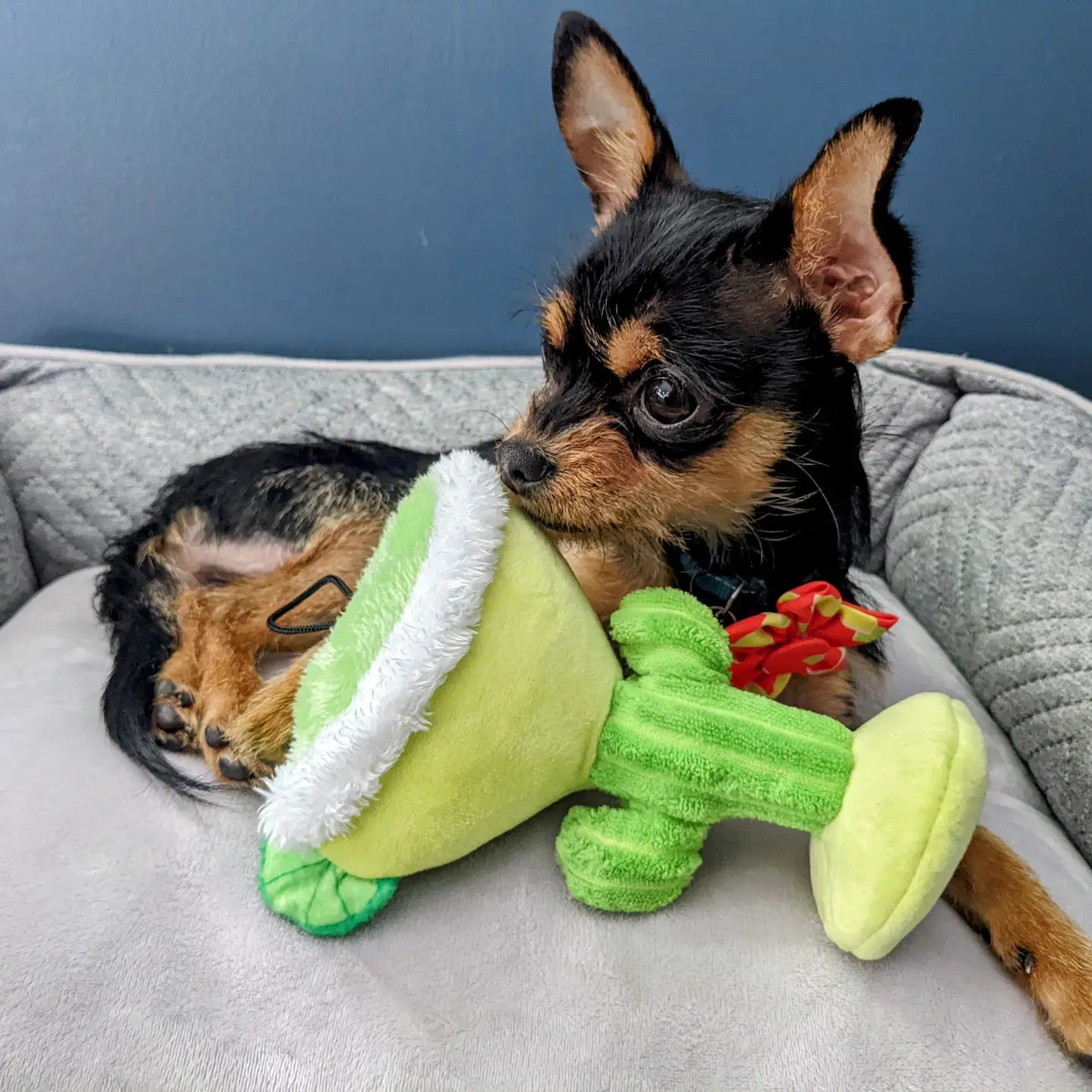 Margarita Loco Dog Toy