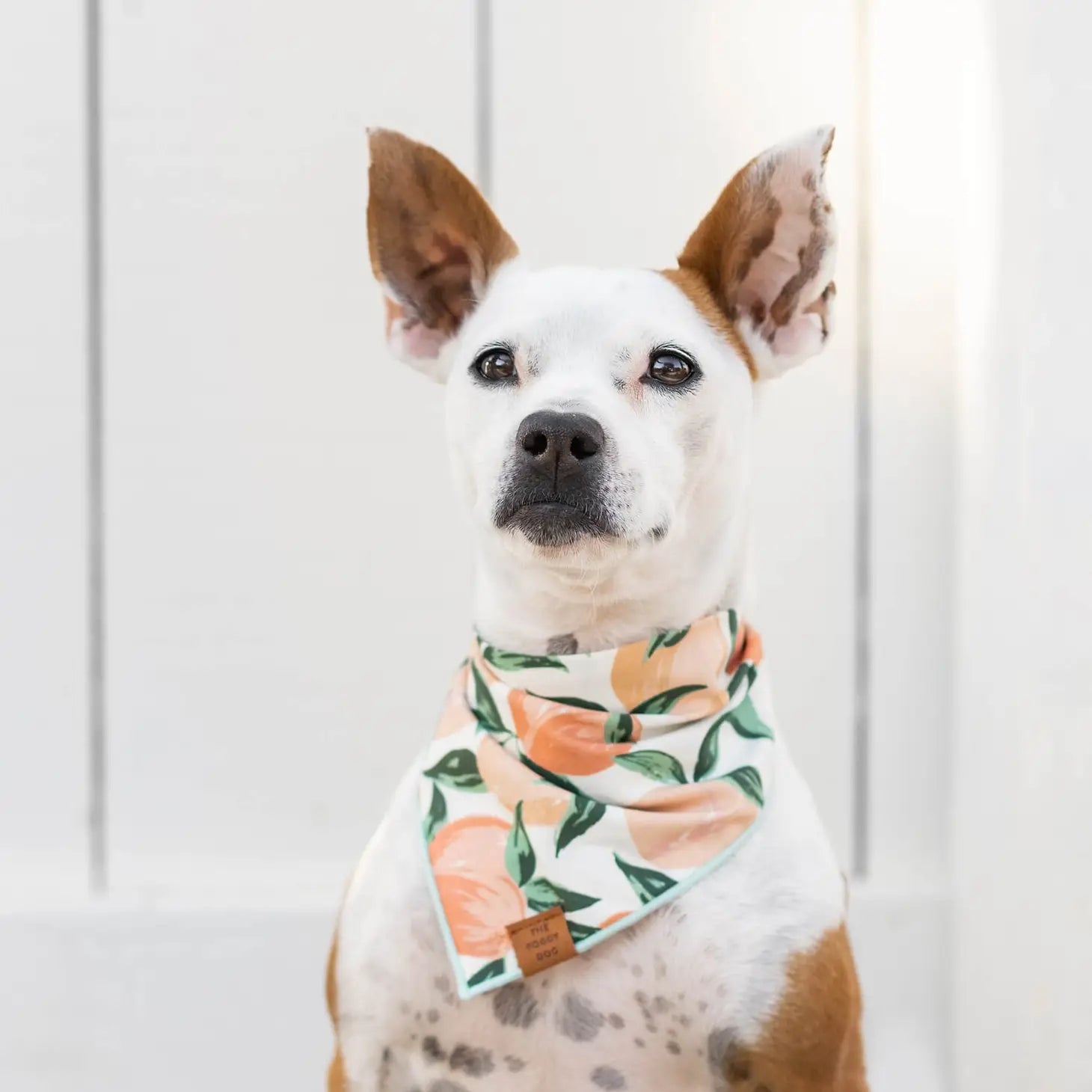 Peaches and Cream Dog Bandana