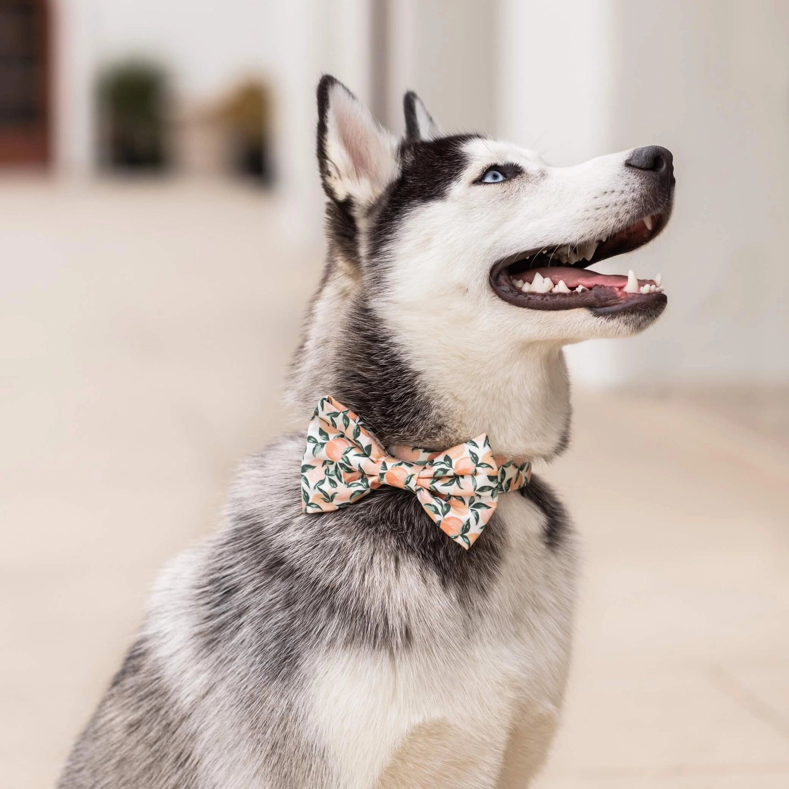 Peaches and Cream Dog Bow Tie