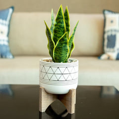 Faux Snake Plant Geo Ceramic Planter with Wood Stand