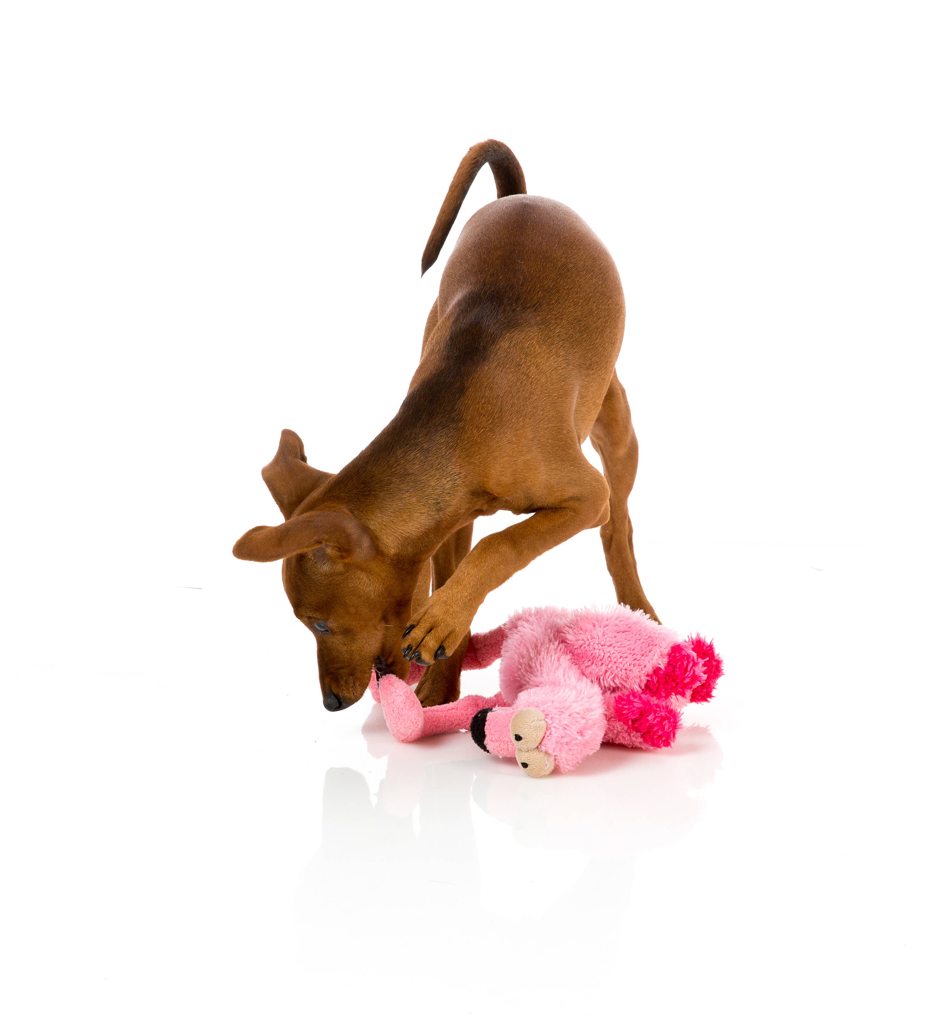 Little Flo the Flamingo Dog Toy