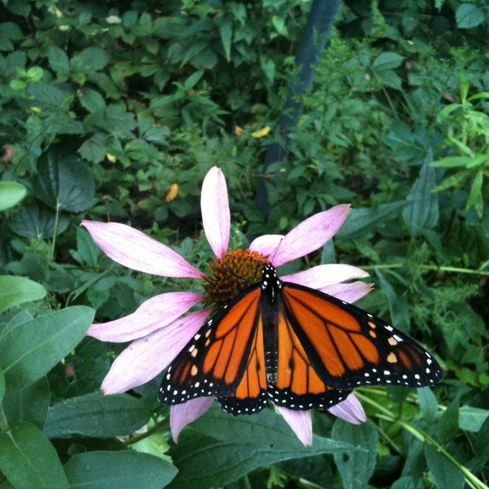 Butterfly Habitat Scatter Garden