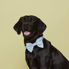 Chambray Dots Dog Bow Tie