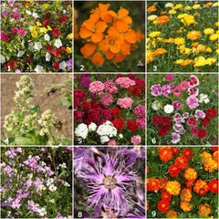 Fragrant Flower Scatter Garden