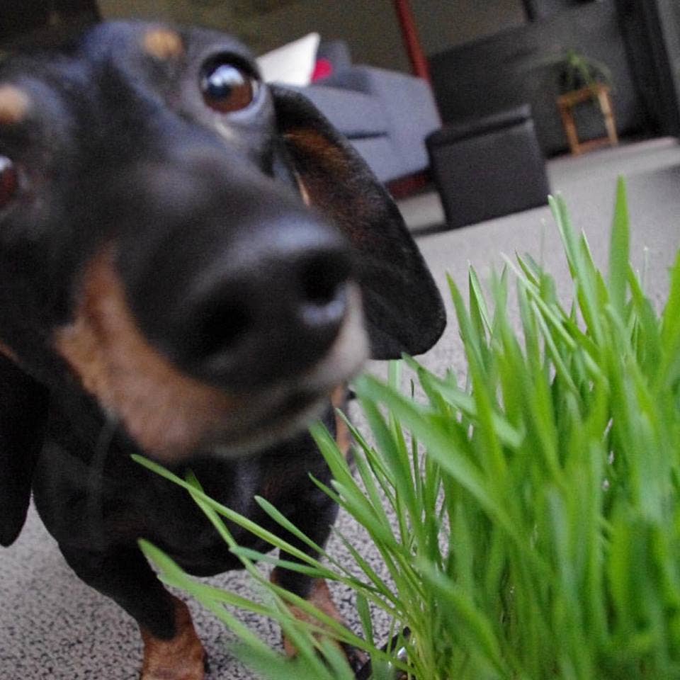 Dog Grass Garden Sprinkles