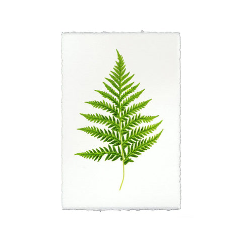 Fern #10 Art Print