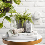 Pura Fragrance - Fern + Moss