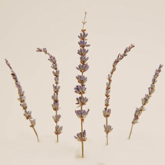 Dried Lavender Sprig Garnish – Adelina Social Goods