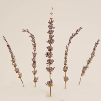 Dried Lavender Sprig Garnish